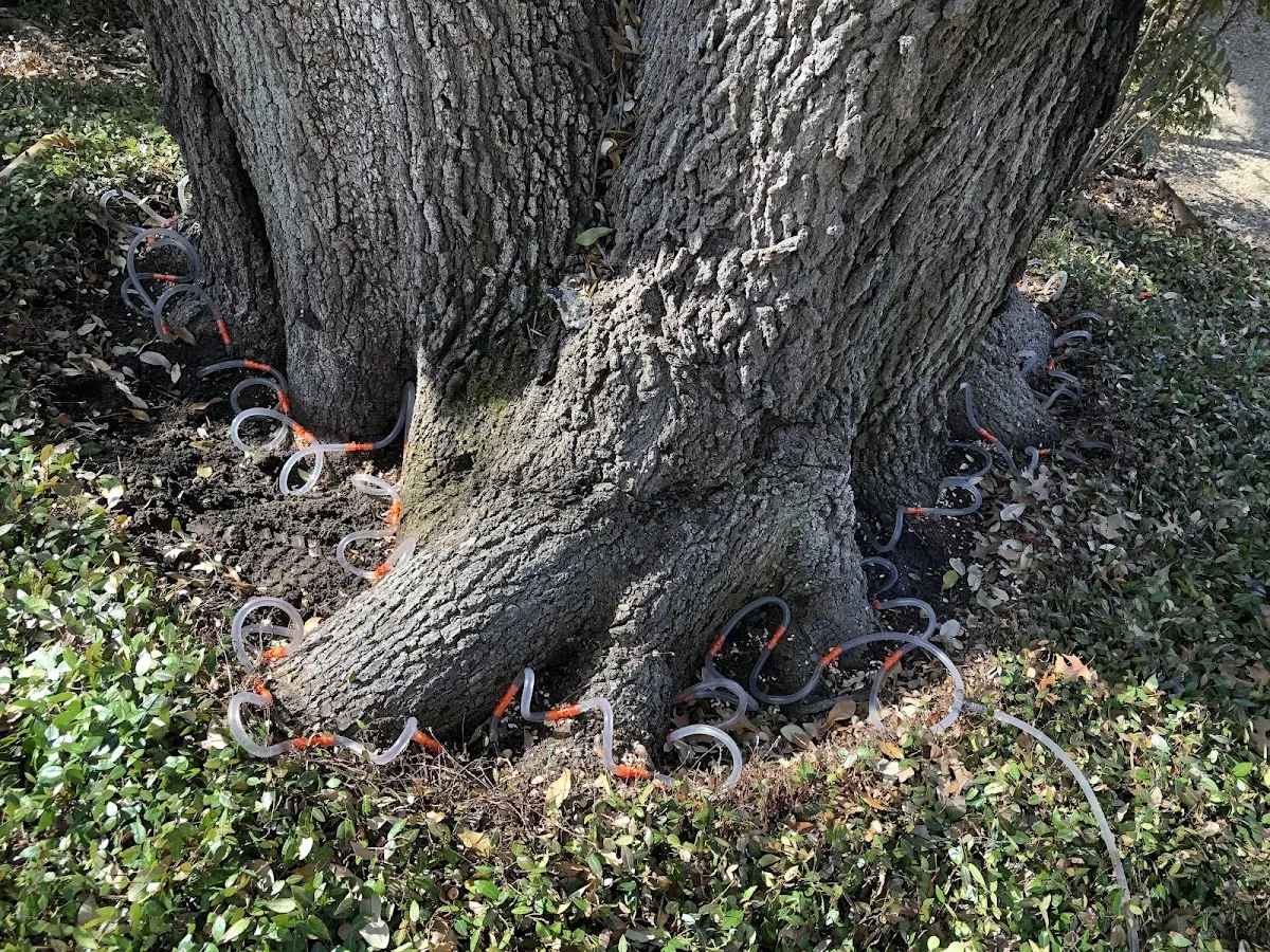 Detailed Tree Cabling and Bracing job site in Frenchtown