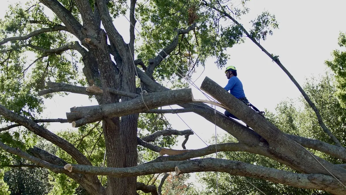 Professional Hazardous Tree Removal performed by certified arborists in Frenchtown
